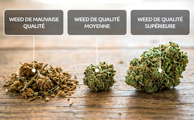 De quoi dépend la qualité de la weed ? De quoi dépend la qualité de la weed ?