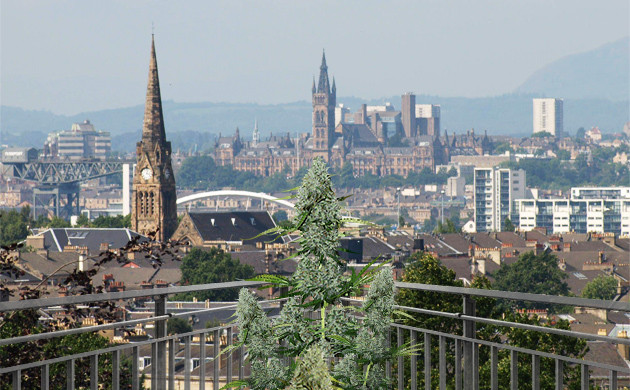 growing cannabis in Glasgow