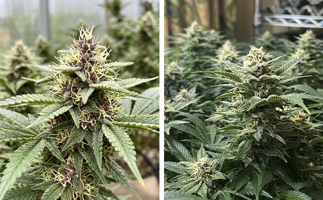 last 2 weeks of flowering what to expect