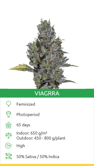 Achetez des graines de Viagrra par VIP Seeds