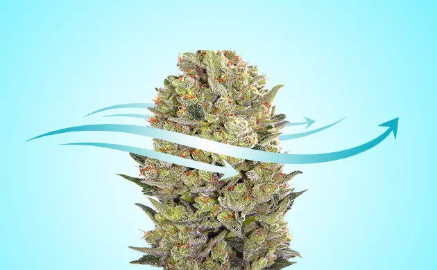 taking care of pinched buds