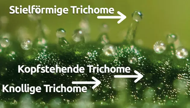 Trichome Stadien