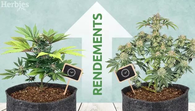 comment obtenir de plus gros rendements avec les autofloraisons