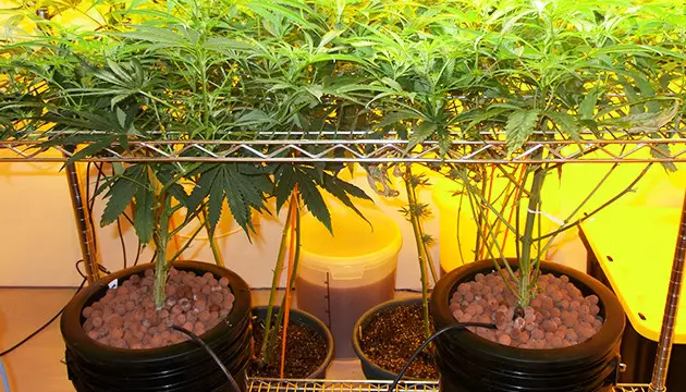 Les avantages du ScrOG en hydro