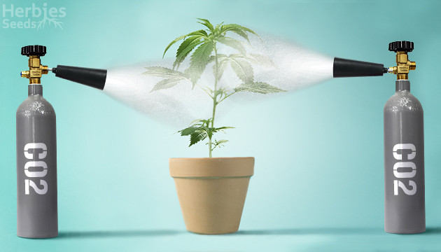 quel role joue le co2 dans la culture du cannabis