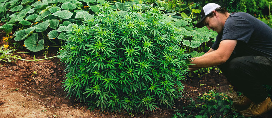 cultiver du cannabis en exterieur