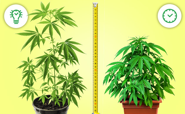 Autoflower vs Photoperiode