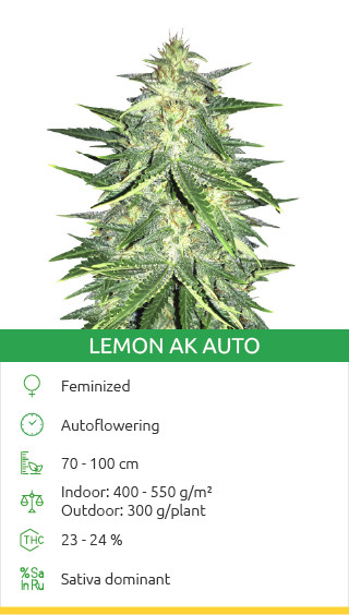 Citron AK Auto