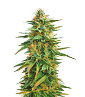 Malawi (Ace Seeds)