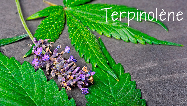 Terpinolène – Herbacé et floral
