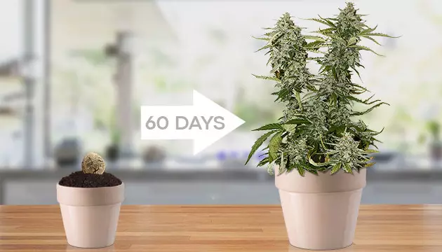 auto seeds seedbank