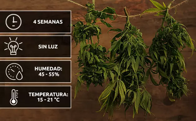 floracion marihuana interior