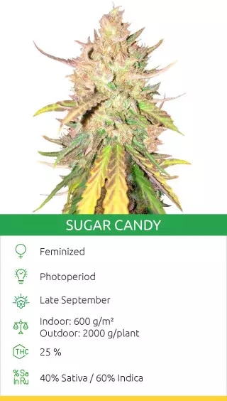 best smelling strain
