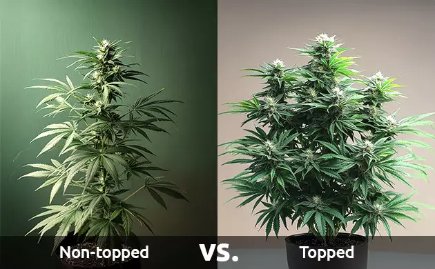 why top a cannabis plant?