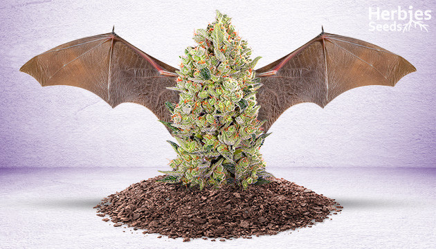 guano de chauve-souris pour le cannabis