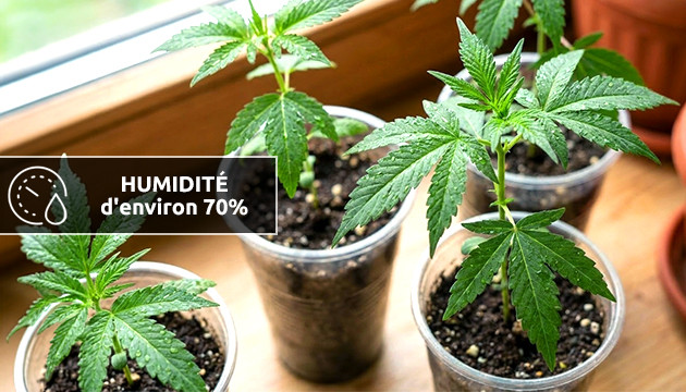 Humidité des clones et des semis humidité élevée pendant la floraison