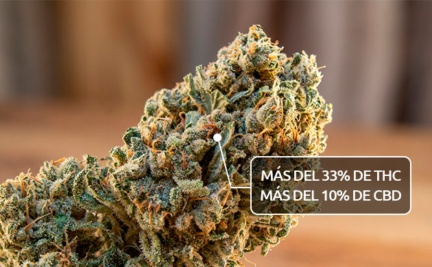 contenido de cannabinoides