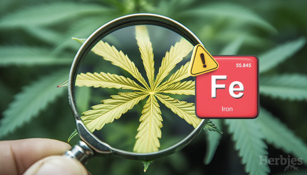 iron deficiency in cannabis plants