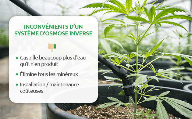 les inconvénients de l’eau osmosée pour la weed