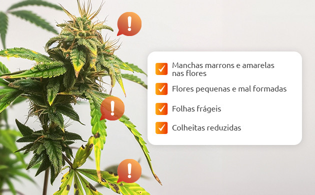 lidando com problemas de calmag na floração