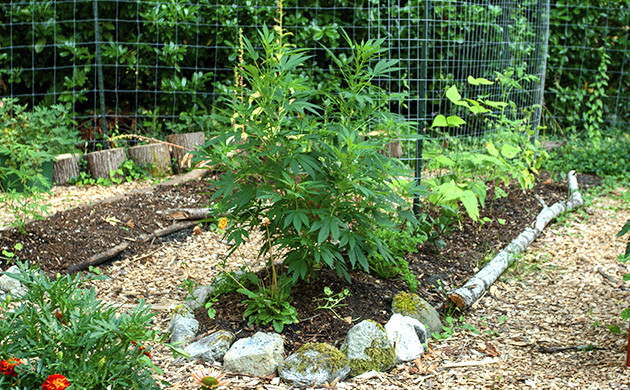 what you need to grow weed outdoors cheap