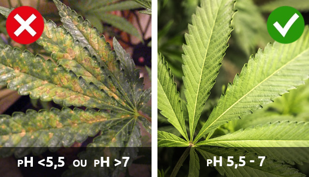 carences en plantes de cannabis