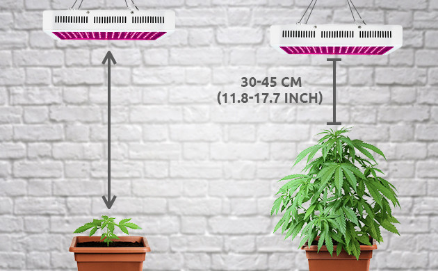 led grow light distance seedlings