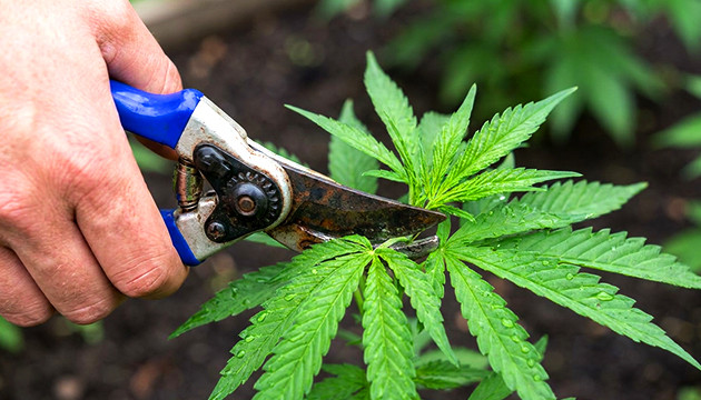 cannabis vegetative light
