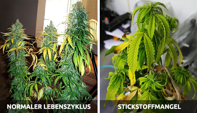 Cannabis gelbe Blätter