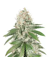 Semi di Gorilla Girl femminizzati in vendita da Sweet Seeds Gorilla Girl (Sweet Seeds)