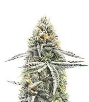 Lemon Jack Autoflower (Seedkeepers)