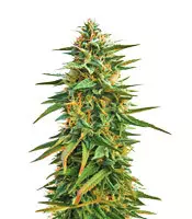 Buy Malawi feminized seeds by Ace Seeds Organization Malawi (Ace Seeds)