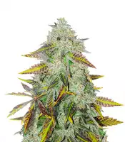 Peyote Critical | Strain Information | Seeds For Sale | Reviews Peyote Critical (Barney's Farm)