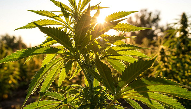 Taking care of humidity outdoors what are the optimum humidity levels for indoor cannabis growing