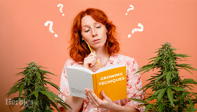 Mimosa x Orange Punch Strain Review and Growing Tips Mimosa x Orange Punch Grow Diary