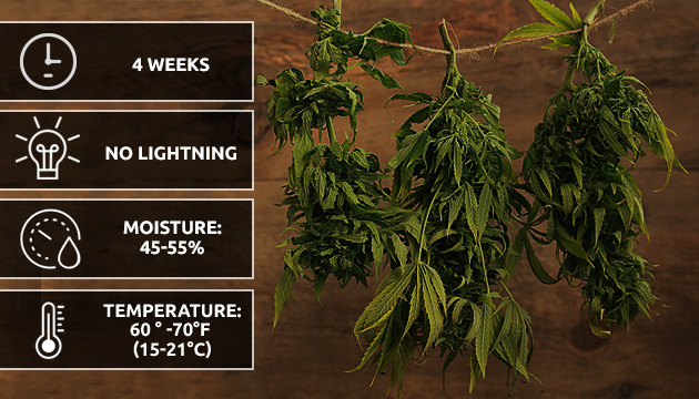 how to grow marijuana inside