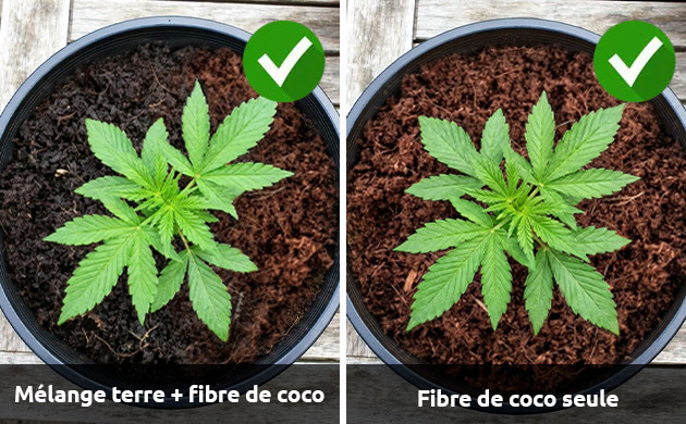 pH pour terreau de coco