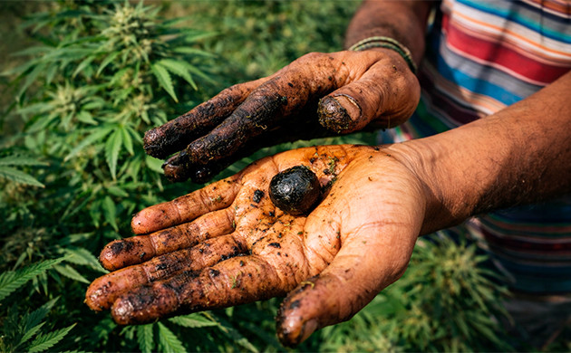 Southeast Asians Make Hand-Rubbed Hashish