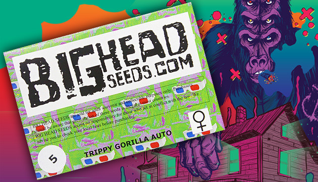 Big Head Seeds cannabis seeds