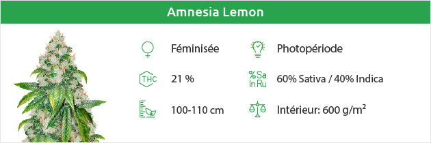 Amnesia Graines sans citron