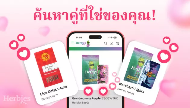 ฉลองวันวาเลนไทน์กับ herbies รับทันทีเมล็ดกัญชาฟรี