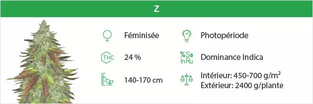 Zkittlez free seeds