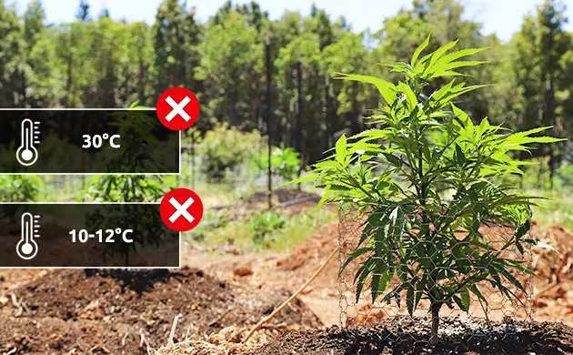 como cultivar marihuana en exterior