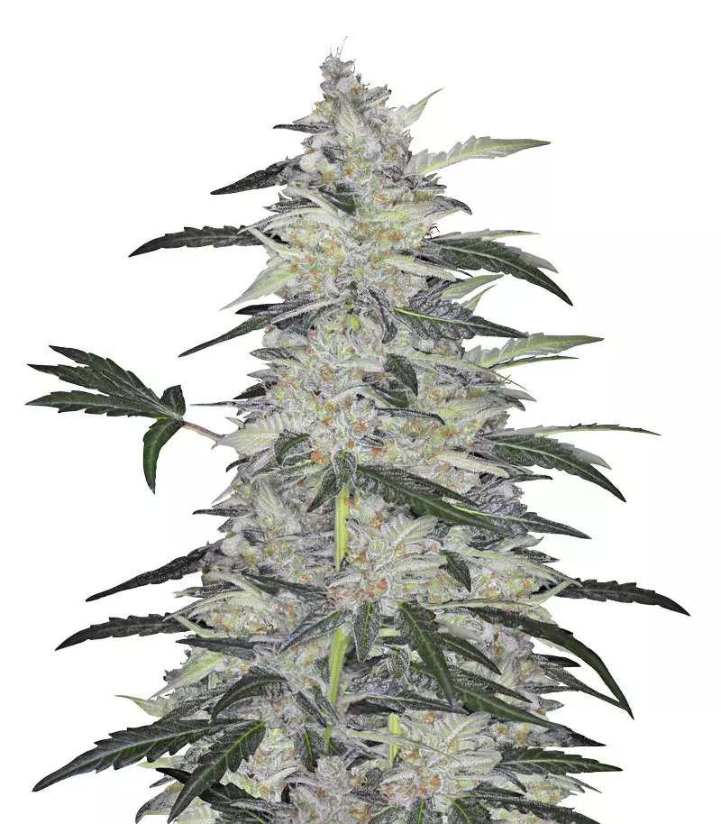 Bruce Banner # 3 Auto Seeds para venda