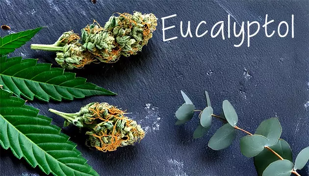 Eucalyptol – Fresh And Minty