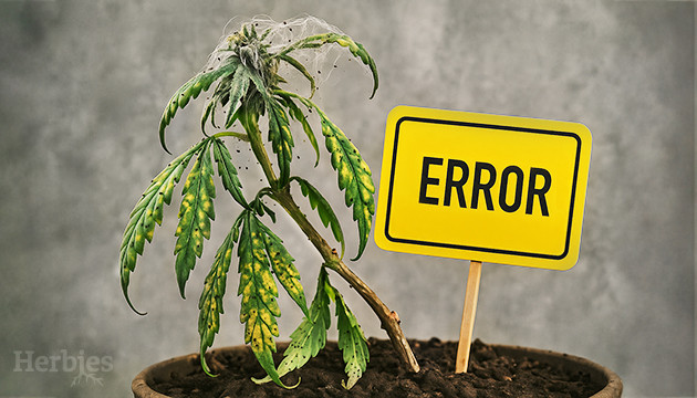 top 7 cannabis growing mistakes