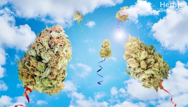 dense buds vs airy buds