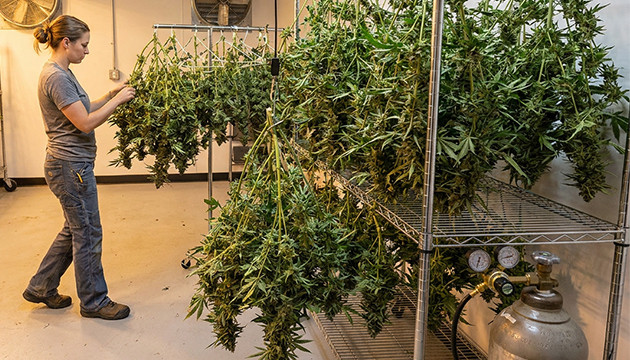 comment sécher les têtes de cannabis