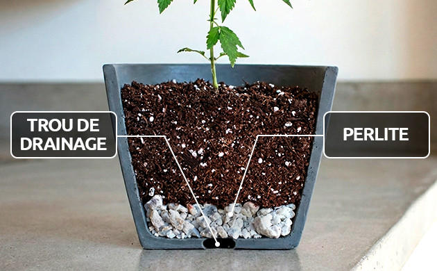 calendrier d'arrosage du cannabis