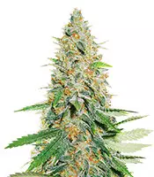 Afghan Kush Feminized Seeds for Sale Afghan Kush (World of Seeds)